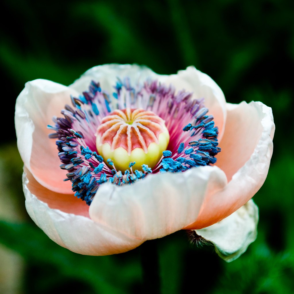 poppy 1 | Brian J Kelly | Flickr