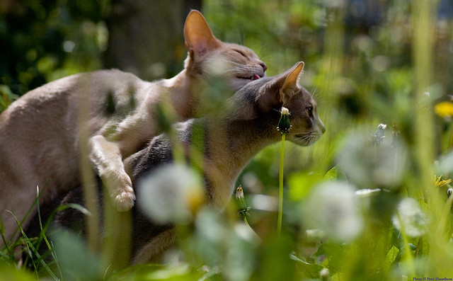 Two Abyssinians