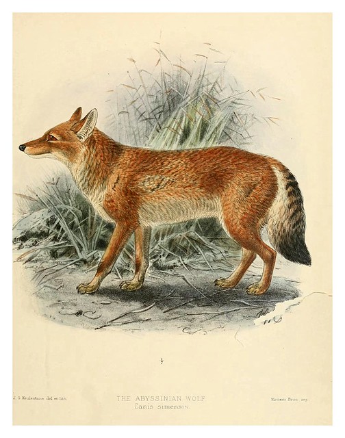 011-lobo de Abisinia-Dogs jackals wolves and foxes…1890- J.G. Kulemans