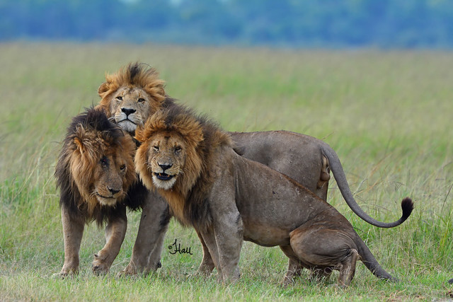 The Big Boys - 3 Male Lions - Marsh Pride - 5802b+2