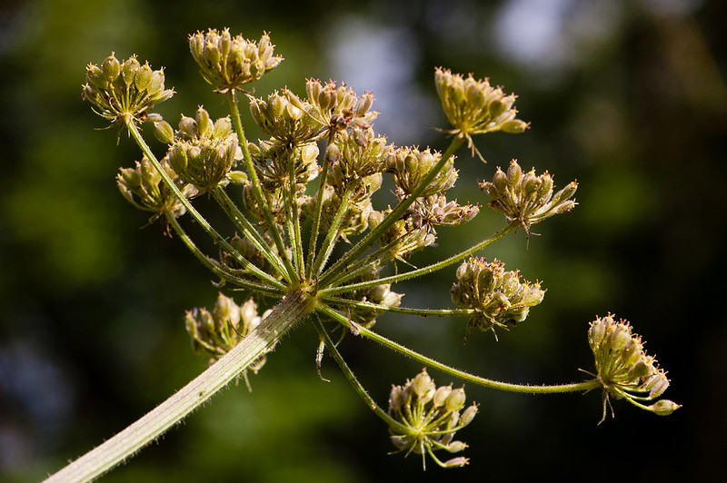 Looking up at umbellifer seed head