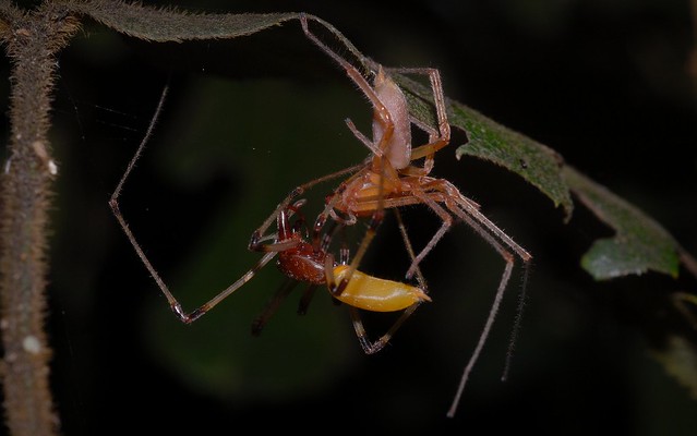Slender Forest Spiders