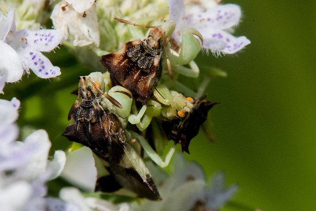 2016 Jagged Ambush Bug (Phymata erosa)