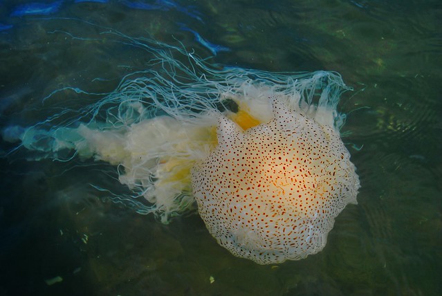Spotted Jellyfish (Desmonema gaudichaudi)