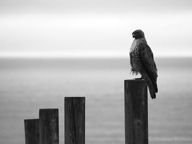 Hawk, Pacifica, California, April 2011