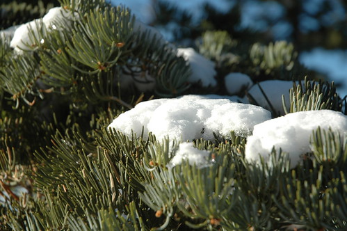 removal bush snow ny pine