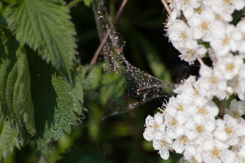 Web catching pollen
