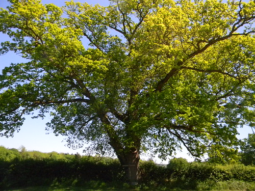 Tree Ockley to Warnham