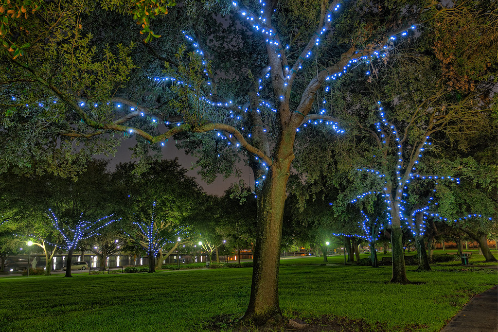 Tree lights at North Straub Park | Tree lights at North Stra… | Flickr