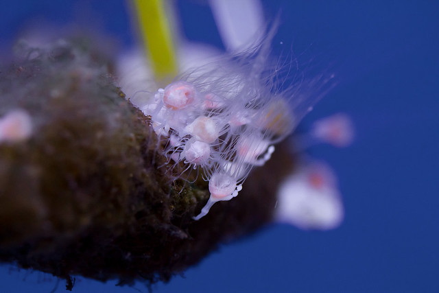 The Upside-down jellyfish, Cassiopea sp. polyp stage