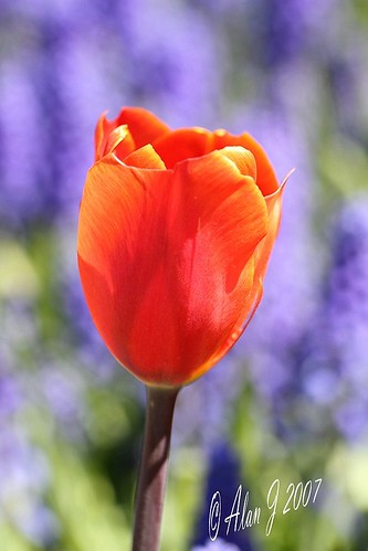 ny newyork flower canon bokeh tulip 7d albany washingtonpark 100mmmacrof28lisusm