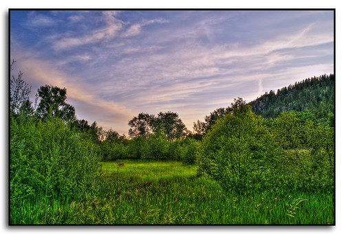 Deer at Sunset by Roger Lynn, at the Little Spokane Riversunset washington spokane deer littlespokaneriver