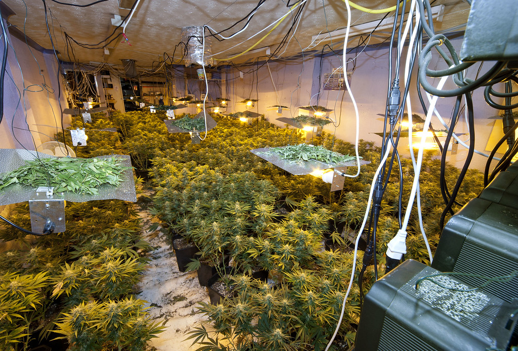 Cannabis Farm | One of the rooms of plants inside a cannabis… | Flickr