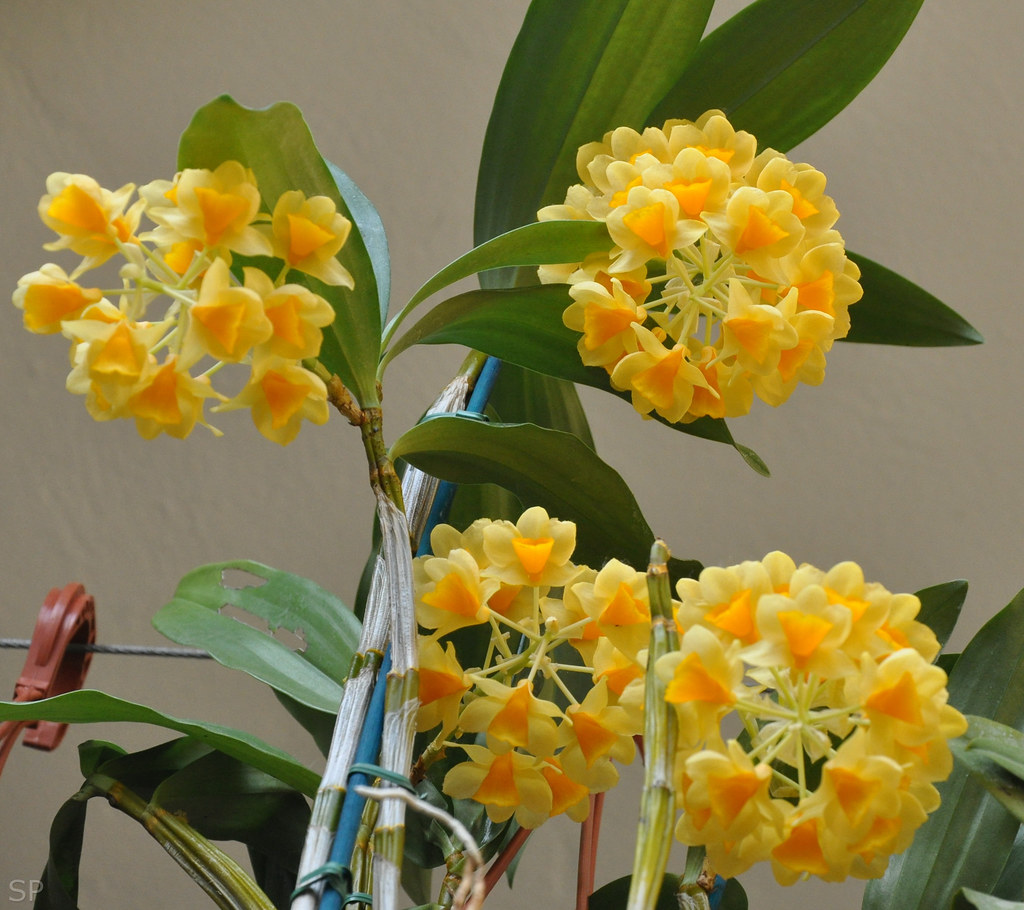 Kết quả hình ảnh cho Dendrobium densiflorum