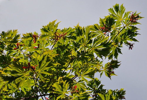Acer japonicum aconitifolium