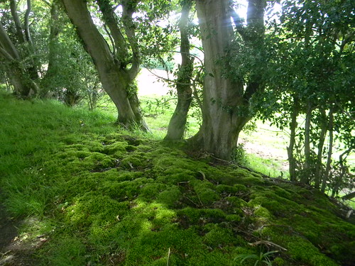 Moss and trees Robertbridge (short) Circular