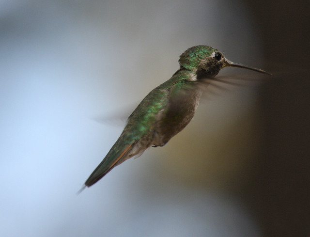 Broad-tailed Hummingbird (Selasphorus platycercus); Santa Fe National Forest. NM, Thompson Ridge [Lou Feltz]
