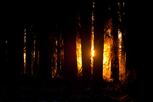 wood sunset sun hot tree forest sonnenuntergang sonne wald baum week14 52of2012