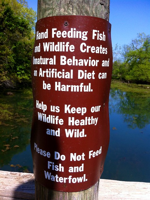 Don't Feed the Fish