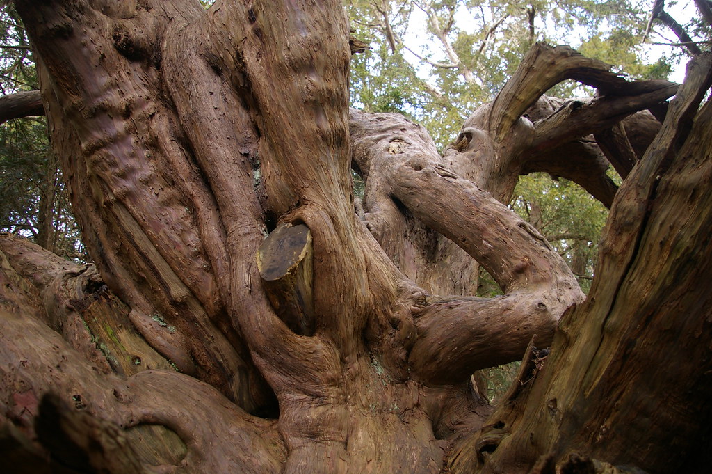 ancient yew at Kingley Vale