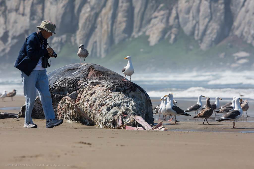 Gray Whale Calf, deceased, seen here 10 May 2014, on Morro Strand State Beach