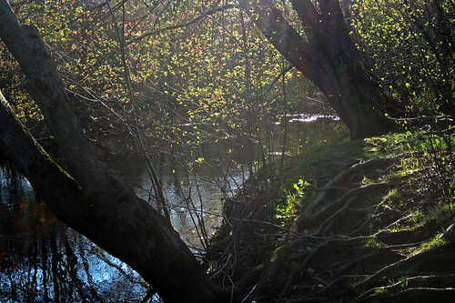 morning spring massachusetts ipswichriver northreading ipswichriverpark