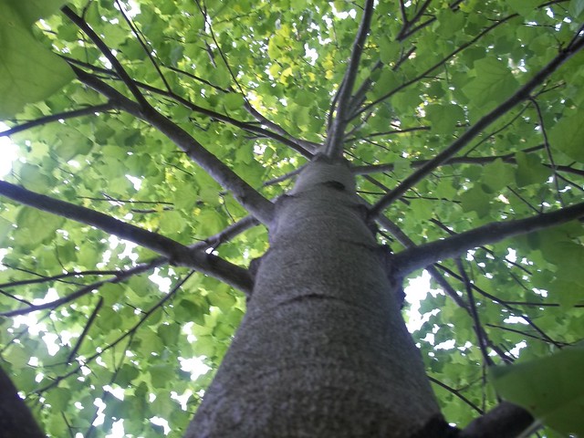 Looking up into the tree