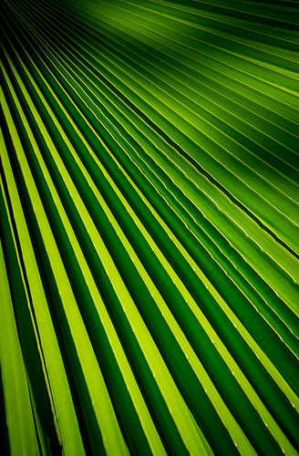 leaf palm curacao florissuitehotel