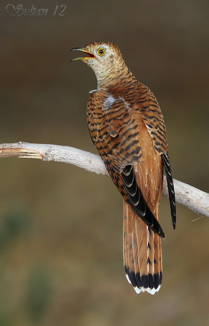 common cuckoo  انثى الوقواق - الحميمة