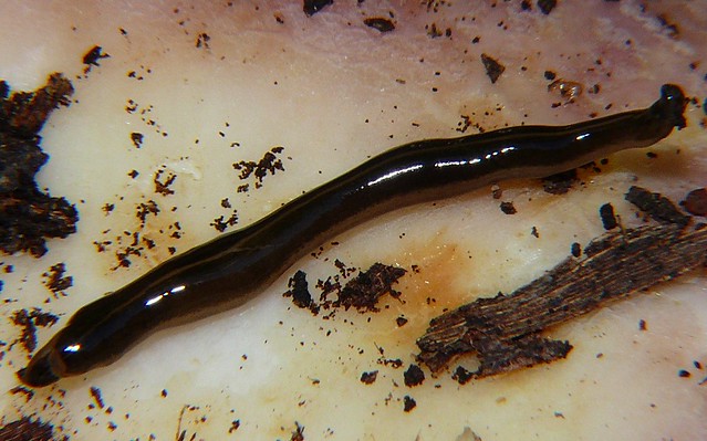 Ribbon worm on Hydnum sp fungus P1060182