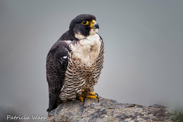 Female Falcon in Fog