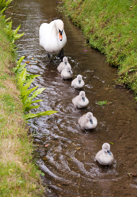 Cygnets at Ansty, Wilts 13