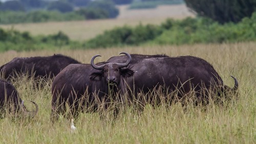 africa buffalo uganda queenelisabethpark ilobsterit
