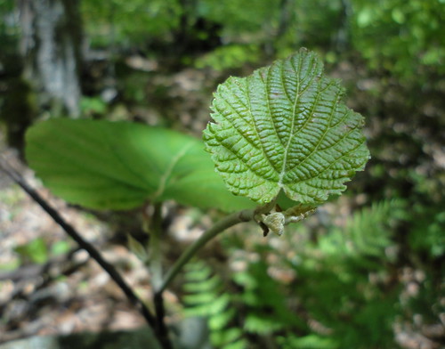 wild summer green nature america forest leaf north catskills campground eastern livingstonmanor mongaup willowemoc mongauppond монгауп катскилл катскильскиегоры
