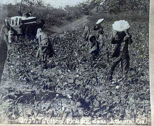 NON-ATLANTA PHOTOGRAPHERS - ROBERTS AND FELLOWS, PHILADELPHIA, PA PUBLISHERS. 1727  COTTON PICKING NEAR ATLANTA STEREOVIEW. CLOSE-UP. | by ATLANTA COLLECTIBLES - 19TH & EARLY 20TH CENT
