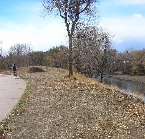 The Elm