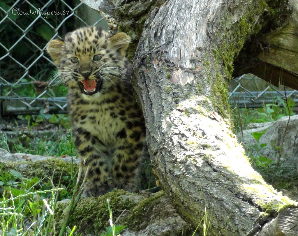 Adorable Amur Leopard Baby - Panthère de l'Amour
