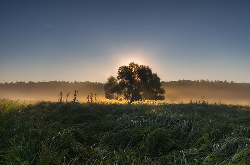 morninglight misty tree lonelytree kosienice województwopodkarpackie polska