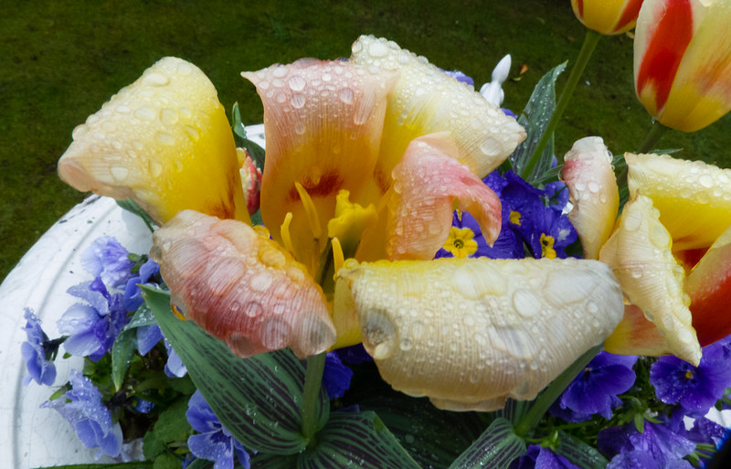 Flowers after rain, Bantock Park
