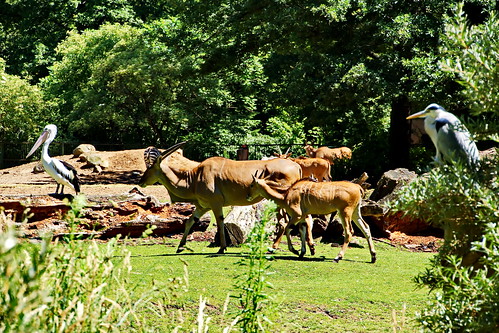 park animal landscape zoo im african tierpark cottbus animalpark africanlandscape tierparkcottbus afrikalandschaft afrikalandschaftimzoocottbusafrikalandschaft cottbusafrikalandschaftimzoo animalparkcottbus