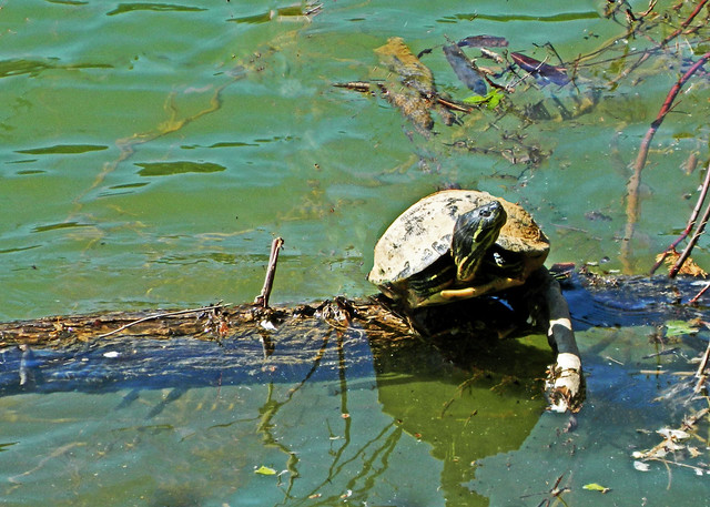 douglas turtle1.jpg