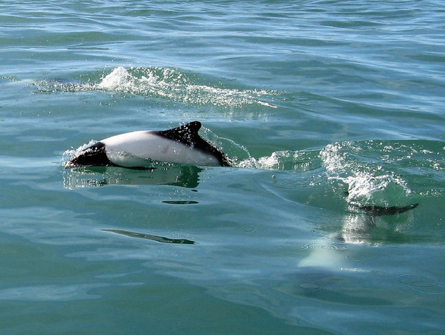 Tonina Overa - Commerson's Dolphin (Argentina)