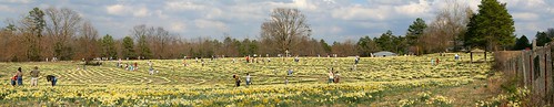 flowers panorama festival lenstagged daffodil arkansas wye wyemountain canon28135f3556