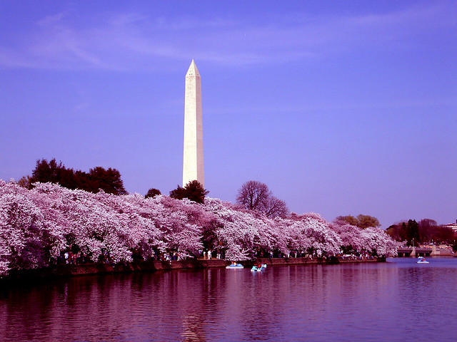 Washington Monument and Cherry Blossoms - Washington, DC