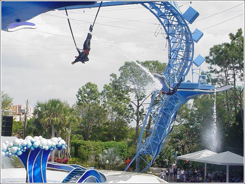 DW3 Sea World 128 | (Dolphin Show) Performers during the dol  display picture 3