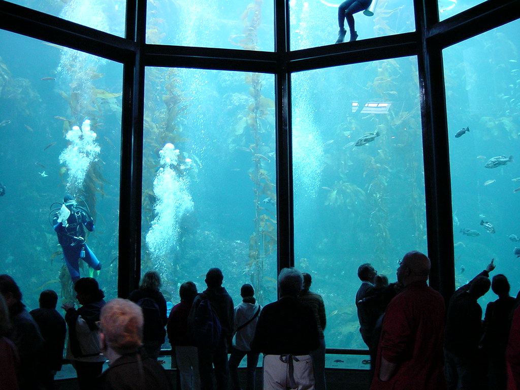 DSC00175, Kelp Forest, Monterey Bay Aquarium, California
