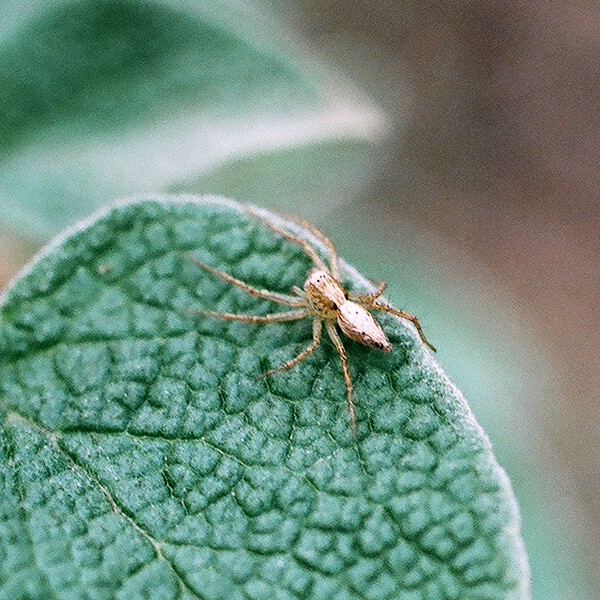 Spider