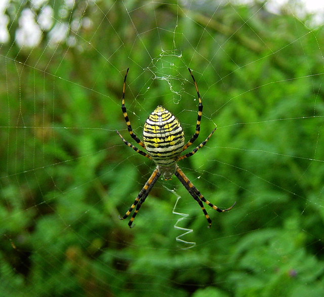 Argiopes spider