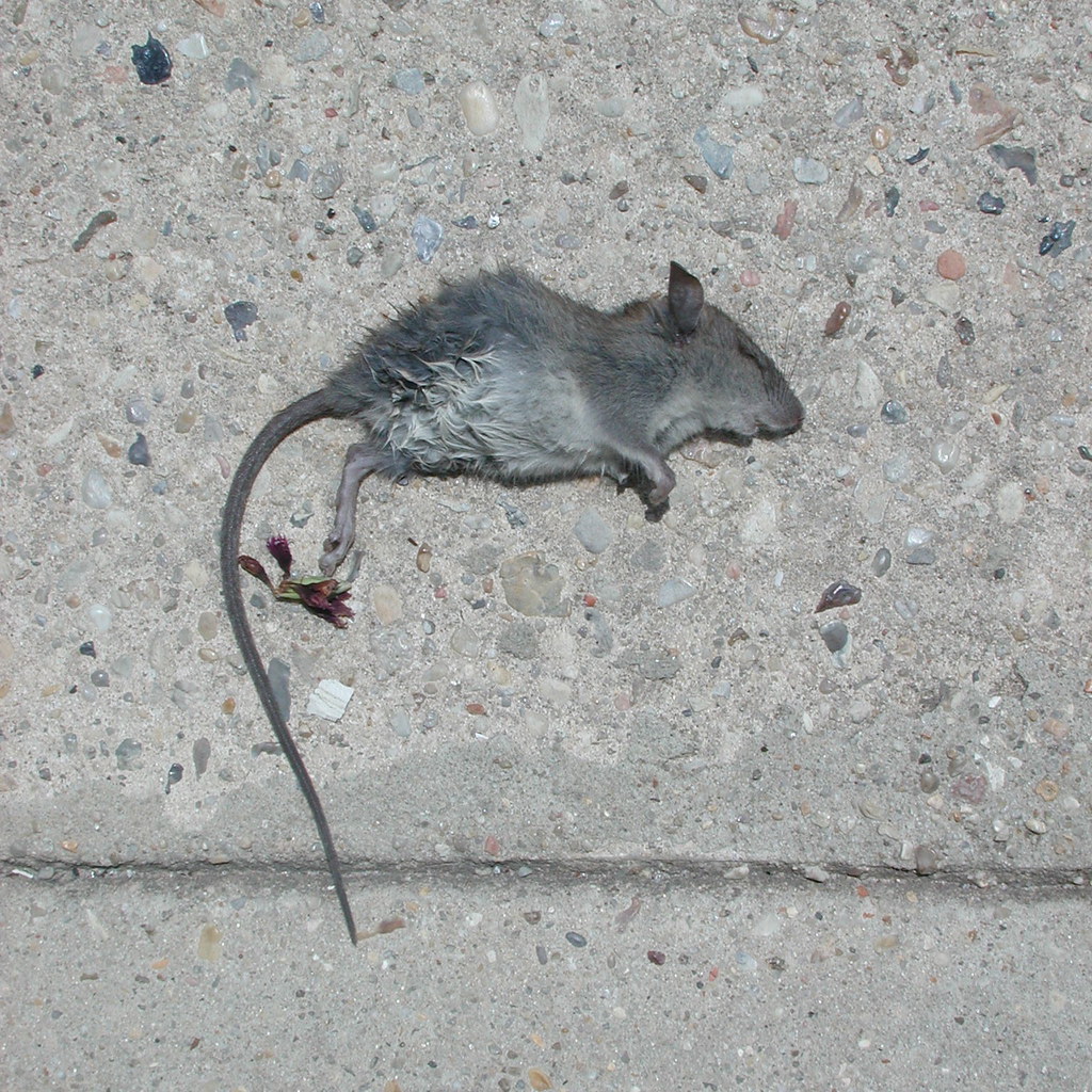 Крысы звери. Мышь домовая (mus musculus l.. Серая крыса Пасюк. Серая большая крыса Пасюк. Мышь домовая серая.