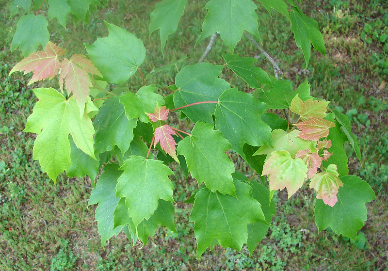 New maple leaves, green and reddish